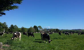 Testimonial - &ldquo;I wish to extend my thanks to the members of the Board for their support over the last three years through the scholarship I have received. Through the granting of this scholarship I have been able to study toward a Bachelor of Veterinary Science. I have been able to put aside some stressors with regard to course fees and living costs and focus on my study. I am very proud to be able to represent the Awarua Trust.&rdquo;Nicolette Adamson