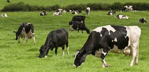 The Awarua Trust generates its income from an 85% share in a dairy farm which is located in the local Morrinsville area